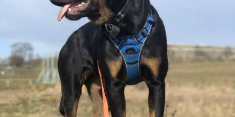 Ein Augenblick der Erhabenheit: Peach im goldenen Licht