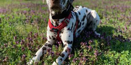 Wenn das Dunkel weicht: Die Geschichte von Luca und seiner Besitzerin