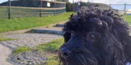 Mythos: Ein Hund der Liebe und Natur