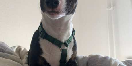 Elmos Strahlender Blick: Ein Junghund voller Lebensfreude