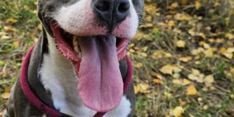 Herbstliches Glück: Kira's strahlendes Lächeln auf dem Feld