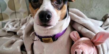 Die Wandlung eines Herzens: Scoobis Reise von Angst zu Liebe