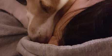 Harmonie in Verbundenheit: Mia und ihr Seelenhund