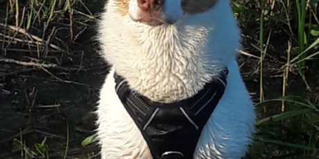 Ännies Abenteuer am Seeufer