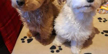 Xanti und Sweety: Das Geheimnis der Schatzkiste