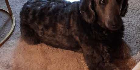 Wolfis Wandel: Von Autofahr-Angst zu Lebensfreude