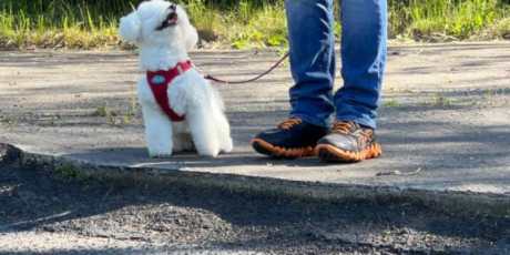 Nala kam erst im Alter von 6 Monaten zu uns. Wuchs bis dahin wohl behütet auf dem großen Grundstück der Züchterin auf.
Geschirr, Leine, Straßen, viele Menschen, alles führte in den ersten Wochen zu purer Angst und viel Stress, sowohl bei Nala, als auch bei uns, die wir eigentlich schon Hundeerfahrung hatten.
Trotz 2 vorherigen Hunden, war bei Nala alles anders, alles wieder neu und die Angst groß, dass wir bei diesem kleinen ängstlichen Wesen kein Vertrauen, keine gute Bindung aufbauen können.
Doch nun ist ALLES anders. Mit viel Geduld und Liebe begannen wir, Nalas Vertrauen zu gewinnen. Wir ließen sie in ihrem eigenen Tempo die Welt erkunden und halfen ihr, sich an neue Situationen zu gewöhnen.
Jeder kleine Fortschritt wurde gefeiert.
Und jetzt, nach einer Zeit intensiver Arbeit und Hingabe, ist alles anders. Nala ist aufgeblüht. Sie ist voller Lebensfreude und Vertrauen.
Ihre Angst hat Platz gemacht für Neugier und Zuneigung. Die Bindung zwischen uns ist tiefer als je zuvor.
Nala hat uns gezeigt, dass Liebe und Geduld die stärksten Werkzeuge sind, um Vertrauen aufzubauen und Ängste zu überwinden.
Sie ist nicht nur ein treuer Begleiter, sondern auch eine Inspiration dafür, dass man nie die Hoffnung verlieren sollte.
Jetzt sind wir überglücklich, dass Nala ein fester Teil unserer Familie ist. Sie hat uns gelehrt, dass mit Liebe und Geduld alles möglich ist.